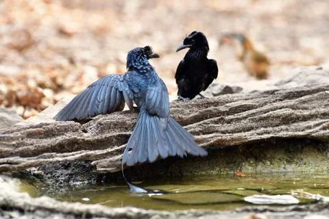 Greater Racket-tailed Drongo Stock Photos