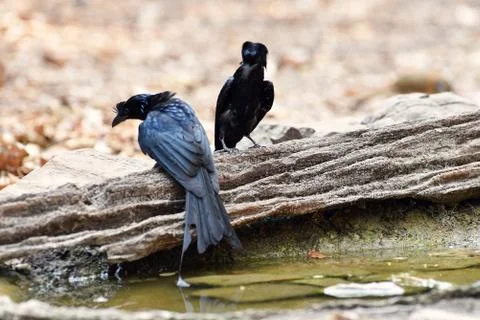 Greater Racket-tailed Drongo Stock Photos