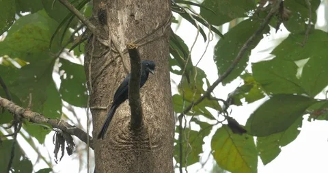 Greater racket-tailed drongo with spider in beak Video stock 121184170