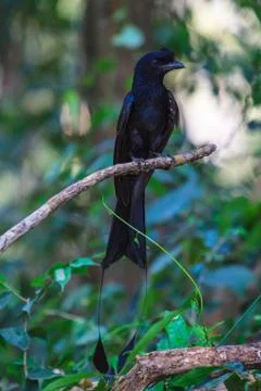 Greater Racket-tailed Drongo standing on a branch in nature Stock Photos