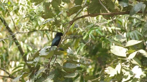 Greater Racket-tailed Drongo on the tree Stock Footage 47792277