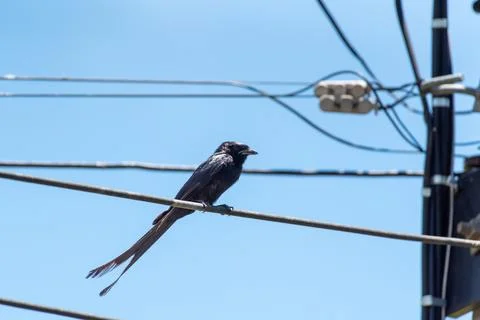 Greater Racket Tailed Drongo on Wire Stock Photos