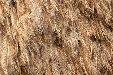Greater Rhea americana feather pattern Stock Photos