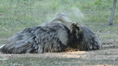 Greater Rhea dust bathing Vidéo 86216841