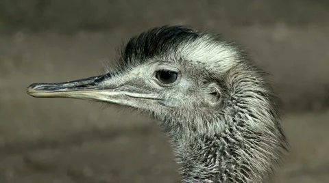 Greater Rhea Stock Footage 1075811
