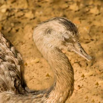 Greater rhea lying Stock Photos