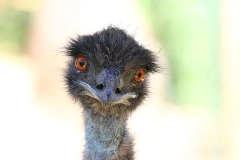 Greater rhea Stock Photos