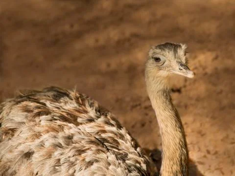 Greater rhea Stock Photos