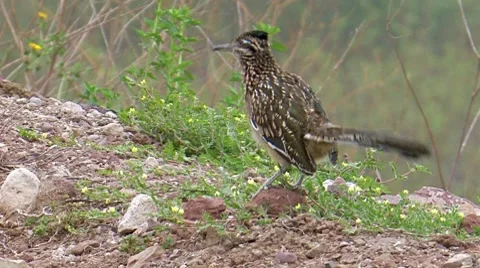 Greater Roadrunner 2 Stock Footage 8549566