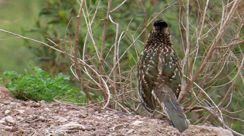 Greater Roadrunner 3 Stock Footage 8549550