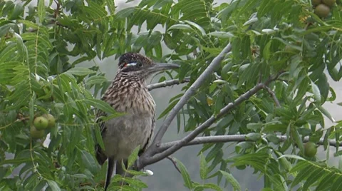 Greater Roadrunner 4 Stock Footage 8549539