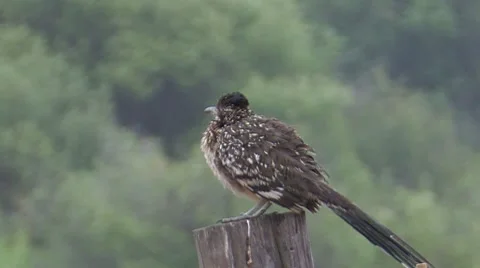 Greater Roadrunner 5 Stock Footage 8549531