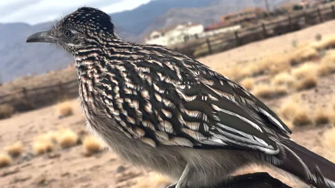 Greater Roadrunner Closeup Stock Footage 146203121