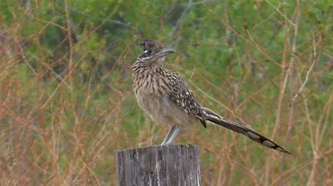 Greater Roadrunner Stock Footage 478798