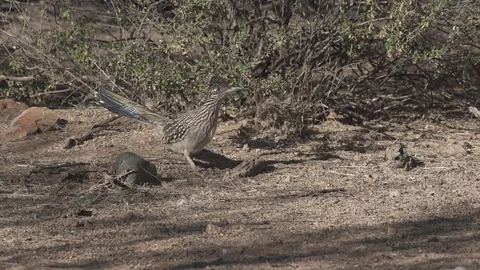 Greater Roadrunner Stock-Footage 78547799