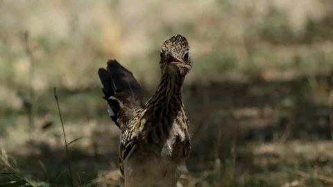A greater roadrunner picks up a lizard &amp; eats it Stock-Footage 114889386