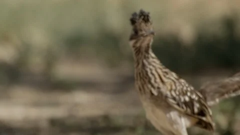 A greater roadrunner picks up a lizard &amp; runs off Stock Footage 114889766