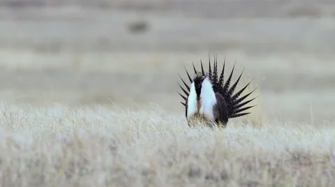 Greater Sage Grouse Stock Footage 58612335