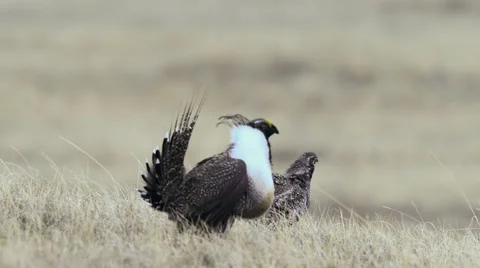 Greater Sage Grouse Stock Footage 58612451