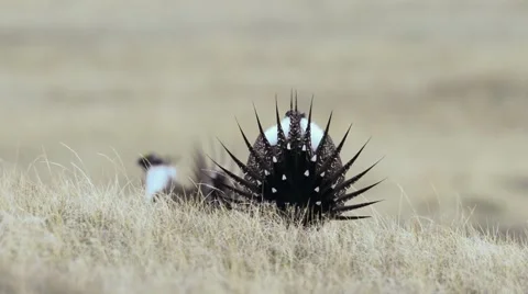 Greater Sage Grouse Stock Footage 58612818