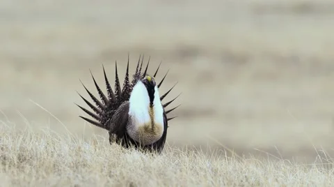 Greater Sage Grouse Stock Footage 58613118