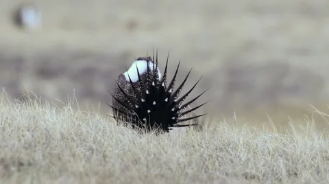 Greater Sage Grouse Stock Footage 58616550