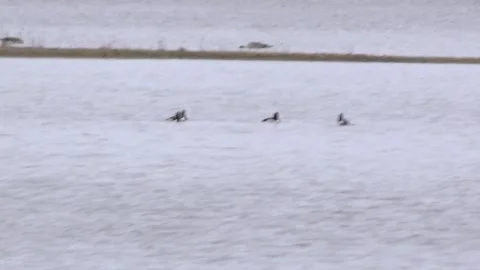 Greater Scaups Stock Footage 156038601