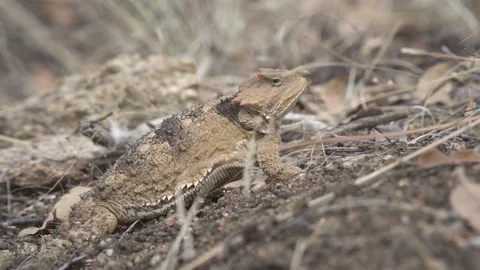 GREATER SHORT HORNED LIZARD Stock-Footage 128947259