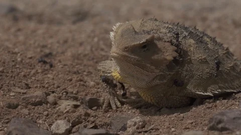 GREATER SHORT HORNED LIZARD Stock-Footage 128990944