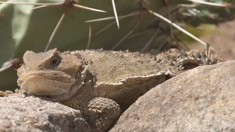 GREATER SHORT HORNED LIZARD Stock-Footage 128995833