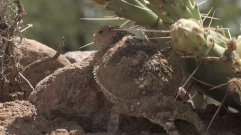 GREATER SHORT HORNED LIZARD Stock-Footage 128996072