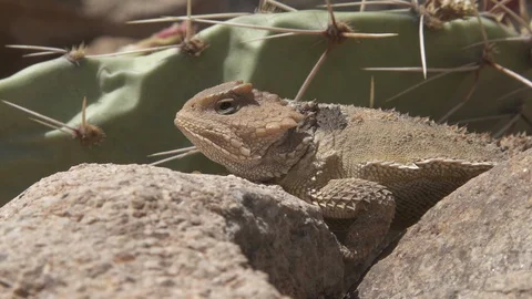 GREATER SHORT HORNED LIZARD Stock-Footage 129053035