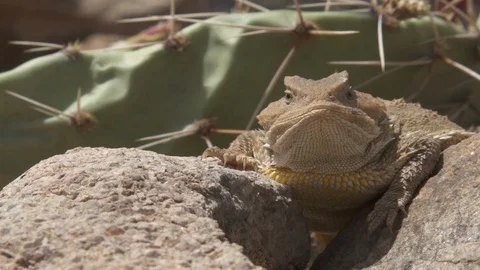 GREATER SHORT HORNED LIZARD Stock-Footage 129062973