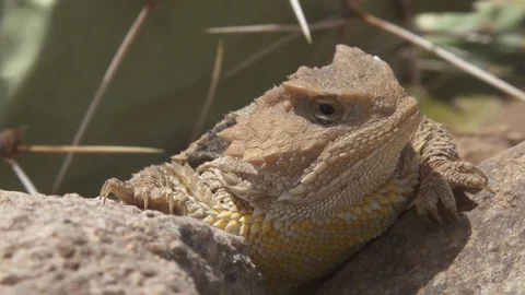 GREATER SHORT HORNED LIZARD Stock-Footage 129131104