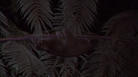 Greater Slow Loris move in rainforest tree hanging upside down at night Stock Footage 56050642