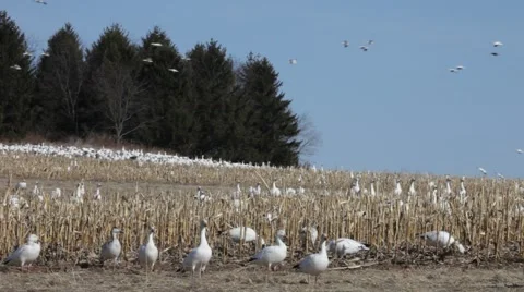 Greater Snow Geese Vidéo 64802896