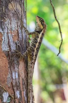 Greater spiny lizard Stock Photos
