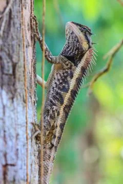 Greater spiny lizard Stock Photos