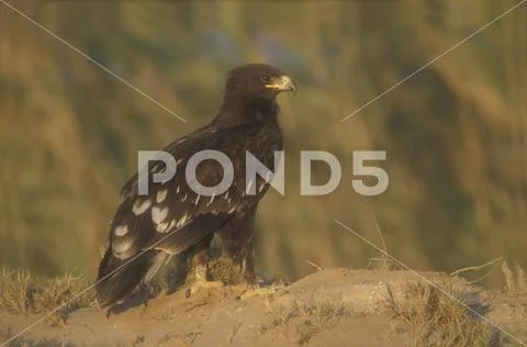 Greater-spotted eagle,  Aquila clanga Stock Photos