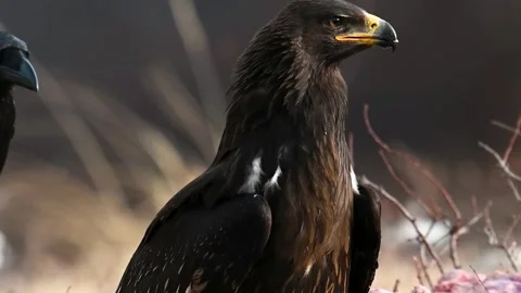 Greater spotted eagle The bird greater spotted eagle Clanga clanga, Slow motion Stock Footage 263982466