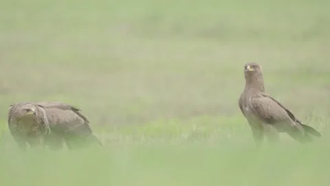 Greater spotted eagle bird of prey Stock Footage 344206128