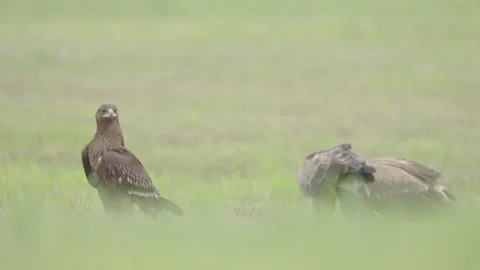 Greater spotted eagle bird of prey Stock Footage 344206177
