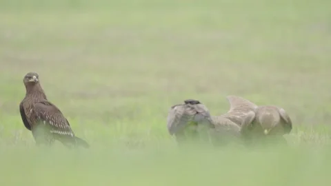 Greater spotted eagle bird of prey Stock Footage 344206223