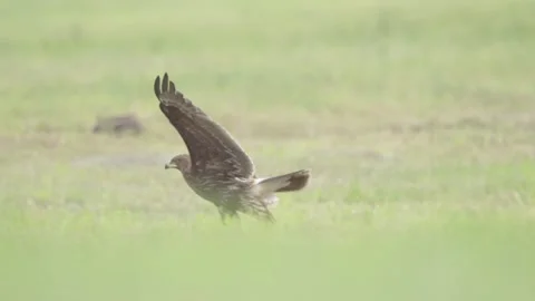 Greater spotted eagle bird of prey Stock Footage 344206305