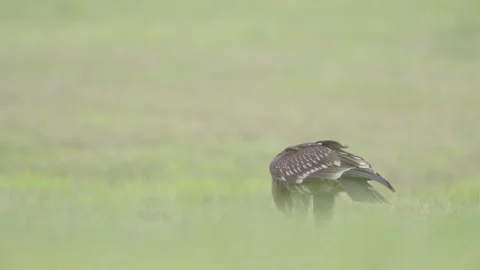 Greater spotted eagle bird of prey Stock Footage 344206394