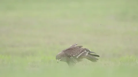 Greater spotted eagle bird of prey Stock Footage 344206430