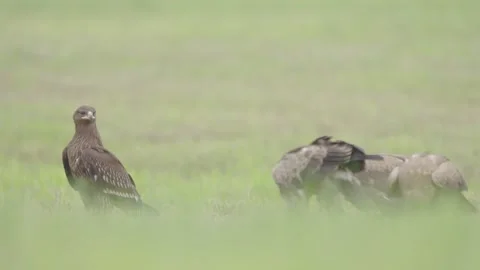 Greater spotted eagle bird of prey Stock Footage 344206442