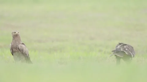 Greater spotted eagle bird of prey Stock Footage 344206527