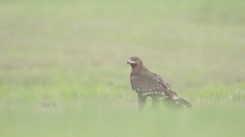 Greater spotted eagle bird of prey Stock Footage 344206543