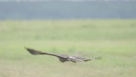 Greater spotted eagle bird of prey Stock Footage 344206620